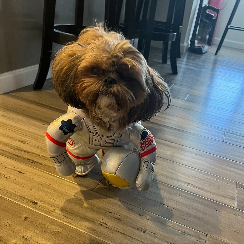 Spooky night dog astronaut costume & ghost pjs